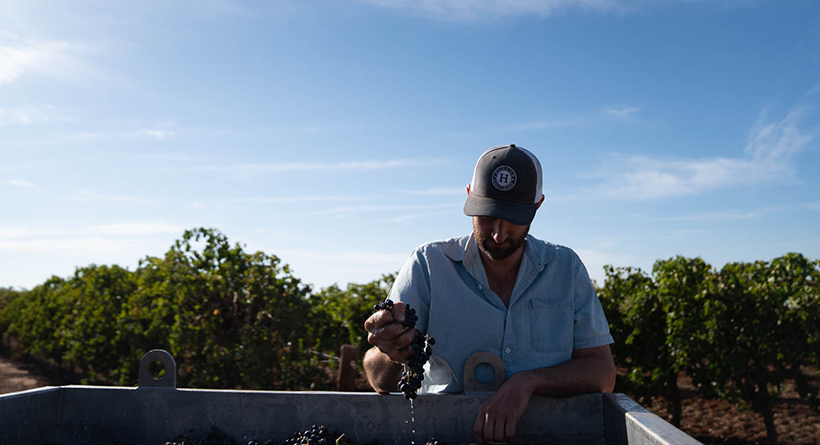 Yarran winemaker squeezing grapes